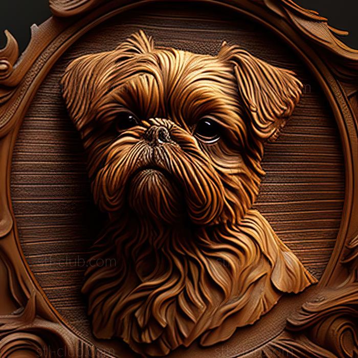 st Brussels Griffon dog